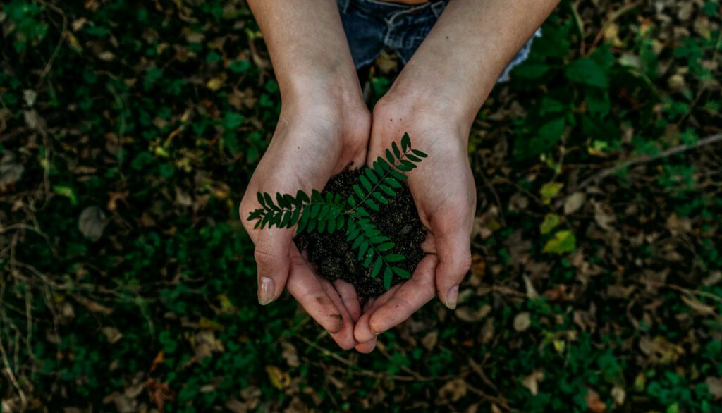 Mãos abertas em forma de concha a segurar terra escura fertilizada com um pequeno broto de árvore verde, vista de cima sobre um fundo de folhas caídas na floresta.