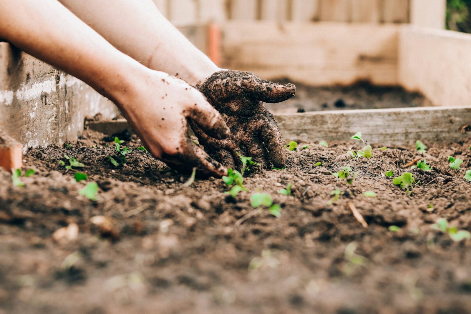 Horta de outono: o que semear e plantar em setembro e outubro