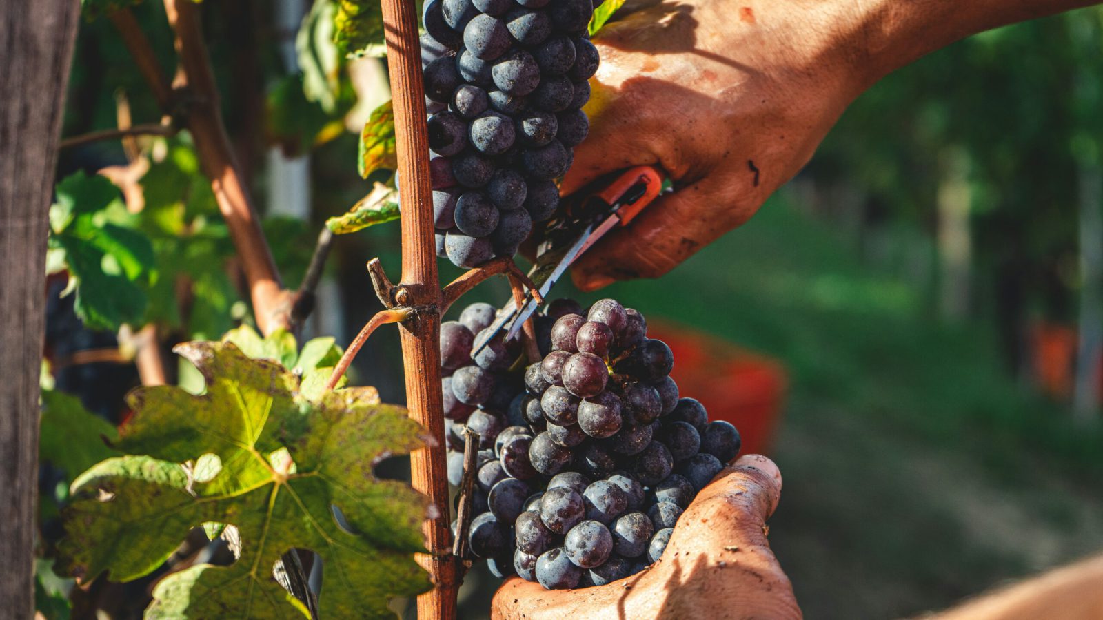 Mãos de um trabalhador agrícola a usar uma tesoura de poda para colher cachos de uvas tintas numa videira durante a época da vindima.