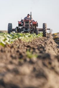 Trator agrícola vermelho antigo a trabalhar a terra lavrada num campo de cultivo de vegetais, com um agricultor ao volante visto de frente.